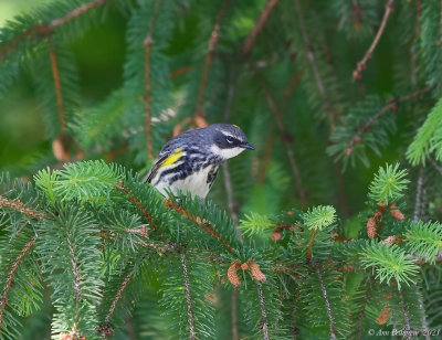 Yellow-rumped Warbler - male