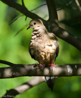 Mourning Dove