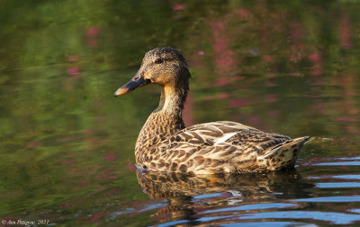 Mallard Hen