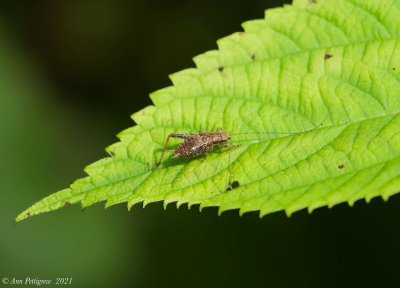 Restless Bush Cricket