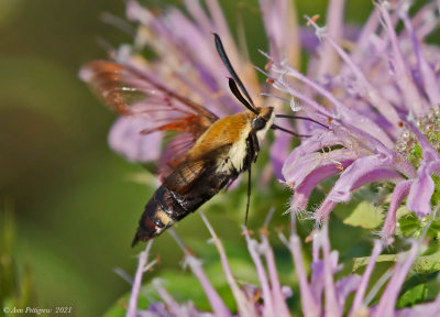 Snowberry Clearwing