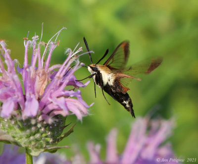 Snowberry Clearwing