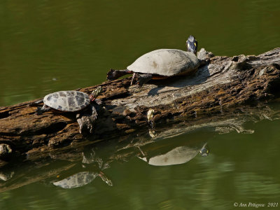 Eastern Painted Turtles