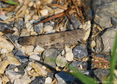Grasshopper sp.