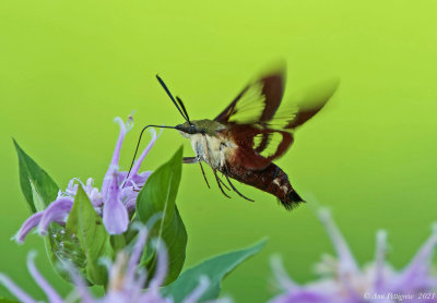 Hummingbird Clearwing 