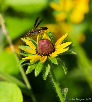 Paper Wasp