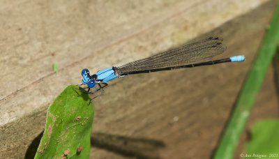 Blue-fronted Dancer - male