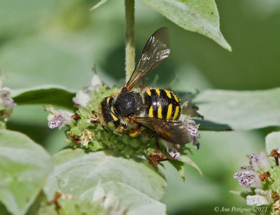 European Wool-carder Bee