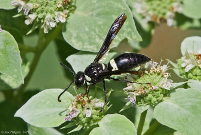 Four-toothed Mason Wasp