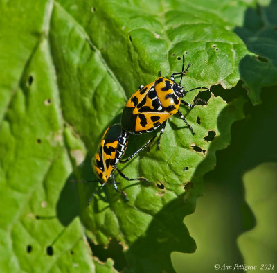 Harlequin Bug