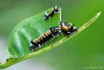 Milkweed Tussock Moth Caterpillar 