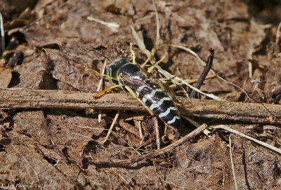 American Sand Wasp