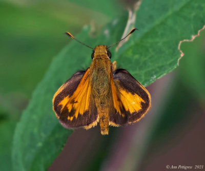 Zabulon Skipper - male