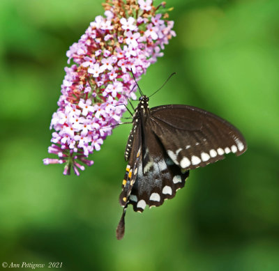 Spicebush Swallowtail 