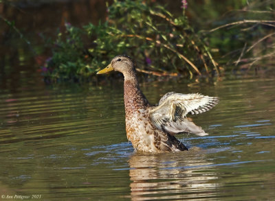Mallard Drake in Eclipse Plumage