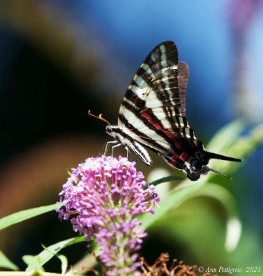 Zebra Swallowtail 