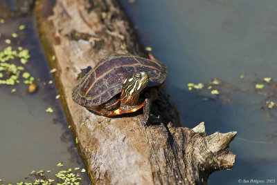 Baby Eastern Painted Turtle