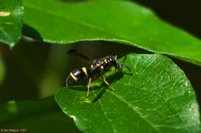 Euodynarus sp.