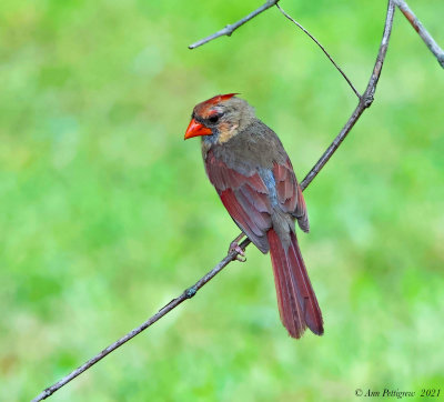 Northern Cardinal