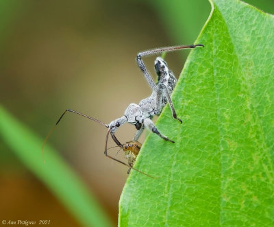 Wheel Bug Nymph Stalking a Beetle