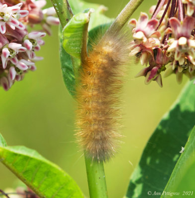 Yellow Bear (Virginia Tiger Moth)