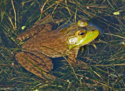 American Bullfrog - female