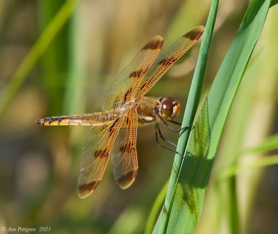 Painted Skimmer - male