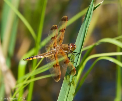 Painted Skimmer - male