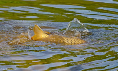 Spawning Carp