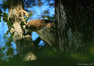 Red-tailed Hawk