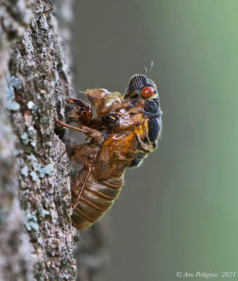 Periodical Cicada