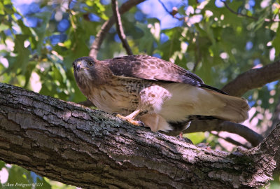 Red-tailed Hawk