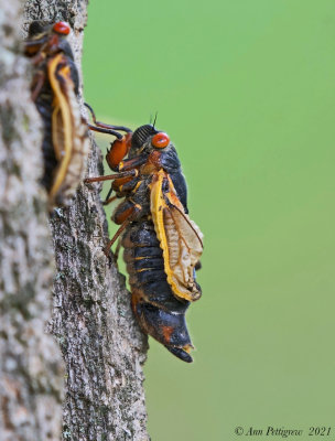 Periodical Cicada