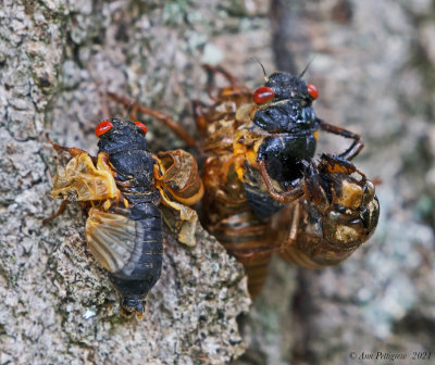 Periodical Cicadas