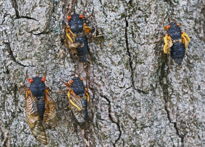 Periodical Cicadas