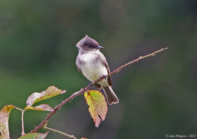 Eastern Phoebe 