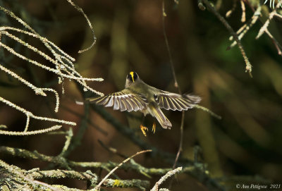 Golden-crowned Kinglet