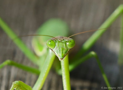 Chinese Mantis