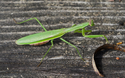 Chinese Mantis