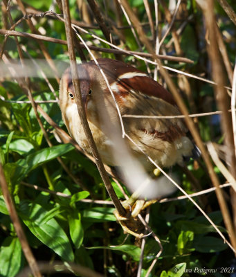 Least Bittern