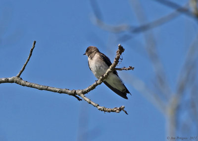 Northern Rough-winged Swallow