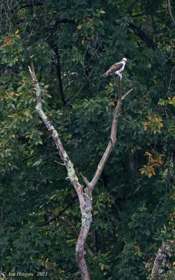Osprey with Fish