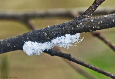 Woolly Apple Aphid