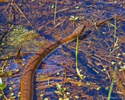 Northern Water Snake