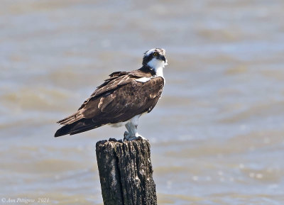 Osprey