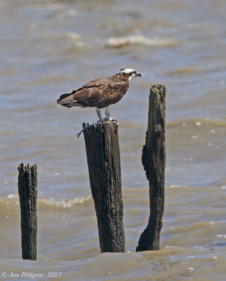 Osprey