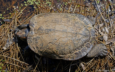 Red-eared Slider