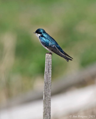 Tree Swallow
