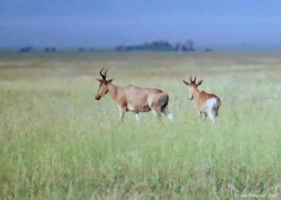 Hartebeest