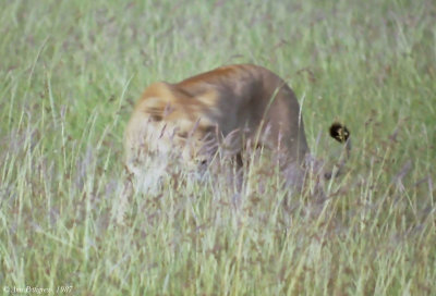 African Lion - female